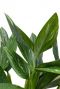Philodendron cobra blatt hell grüne akzente