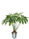 Philodendron funbun kamerplant