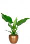 Philodendron imperial green 2 4