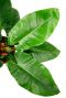 Philodendron imperial green plant 1 1