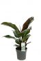 Philodendron imperial red zimmerpflanze