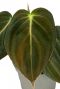 Philodendron melanochrysum blad