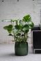 Philodendron monstera pflanze