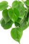 Philodendron scandens Pflanze 1