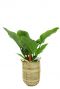 Plant in interieur mand 1 1