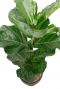 Lyrata tabaksplant in grijze pot