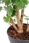 stamm Aralia 