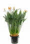 Strelitzia Reginae Zimmerpflanze
