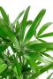 Rhapis gezacktes Blatt