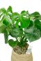Rotan mand met philodendron