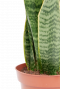 Sansevieria Laurentii kamerplant met groen geel blad