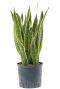 Sansevieria laurentii - Bogenhanf hydrokultur