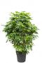 Schefflera arboricola pflanze 1