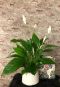 Spathiphyllum einblatt zimmerpflanze