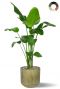 Strelitzia im schone topf 1