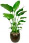 Strelitzia beliebte Zimmerpflanze