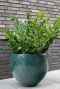 Thom ocean pot 1 1