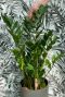 Zamioculcas zamiifolia zimmerpflanze