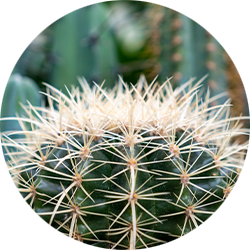 Kaktus Pflege