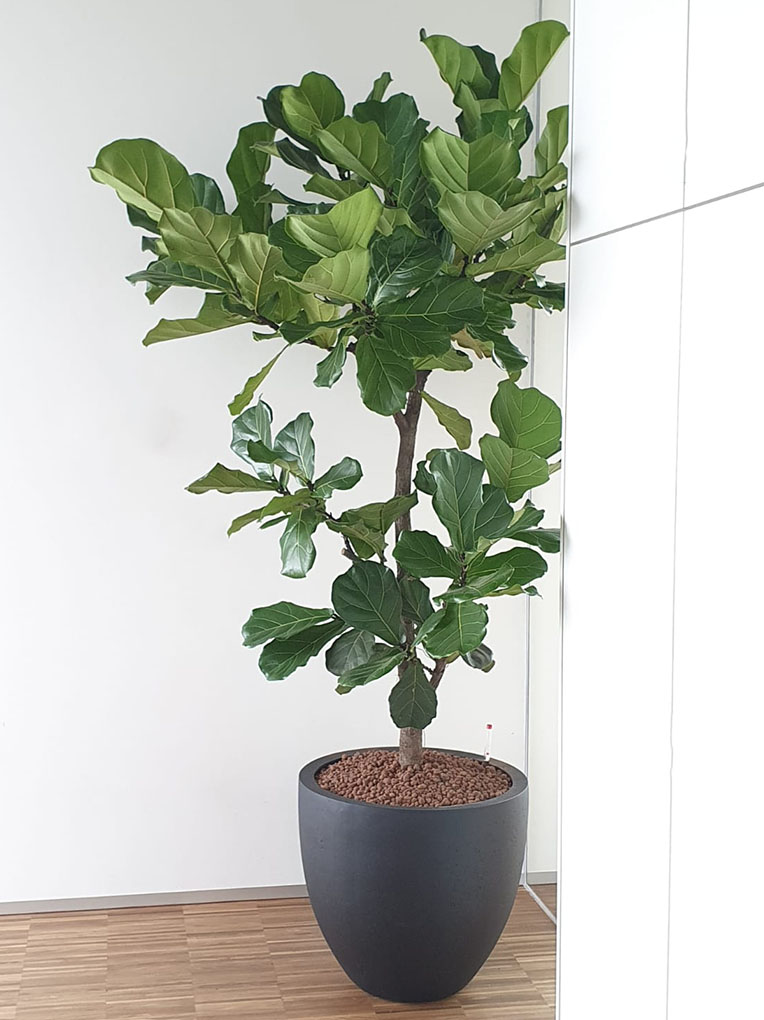 Ficus für das Büro
