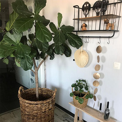 Ficus Lyrata im Korb Wohnzimmer