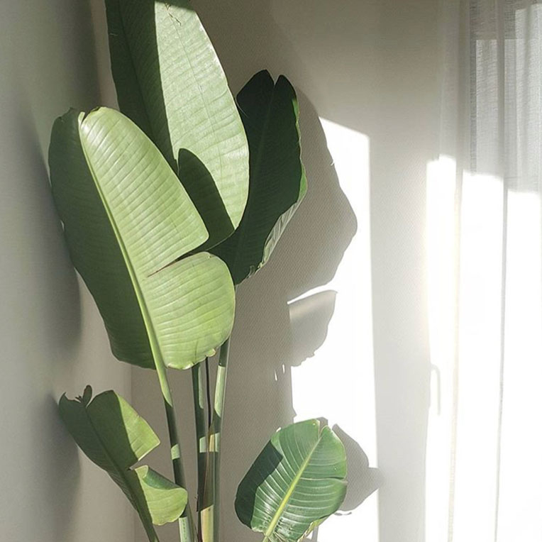 Kaktus Zimmerpflanze für in die volle Sonne
