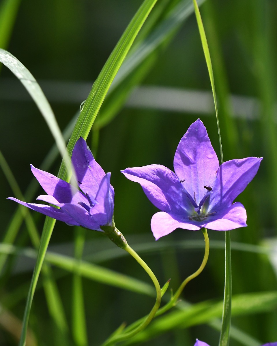 Campanula Pflege 123zimmerpflanzen