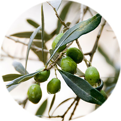 Olivenbaum bestellen