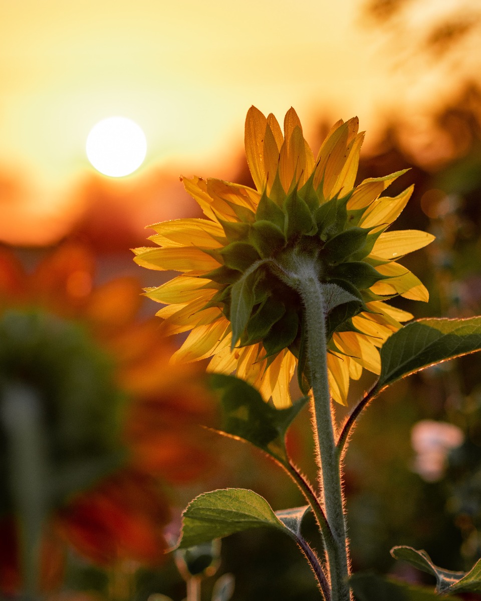Sonnenblumen Pflege 123zimmerpflanzen