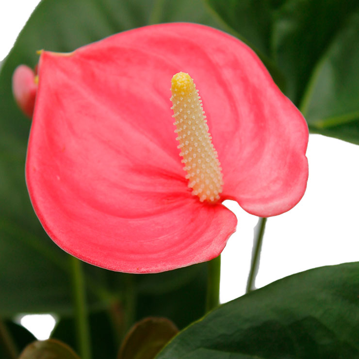 Anthurium kaufen Anthurium kaufen