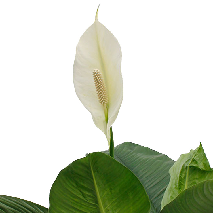 Spathiphyllum kaufen Spathiphyllum kaufen