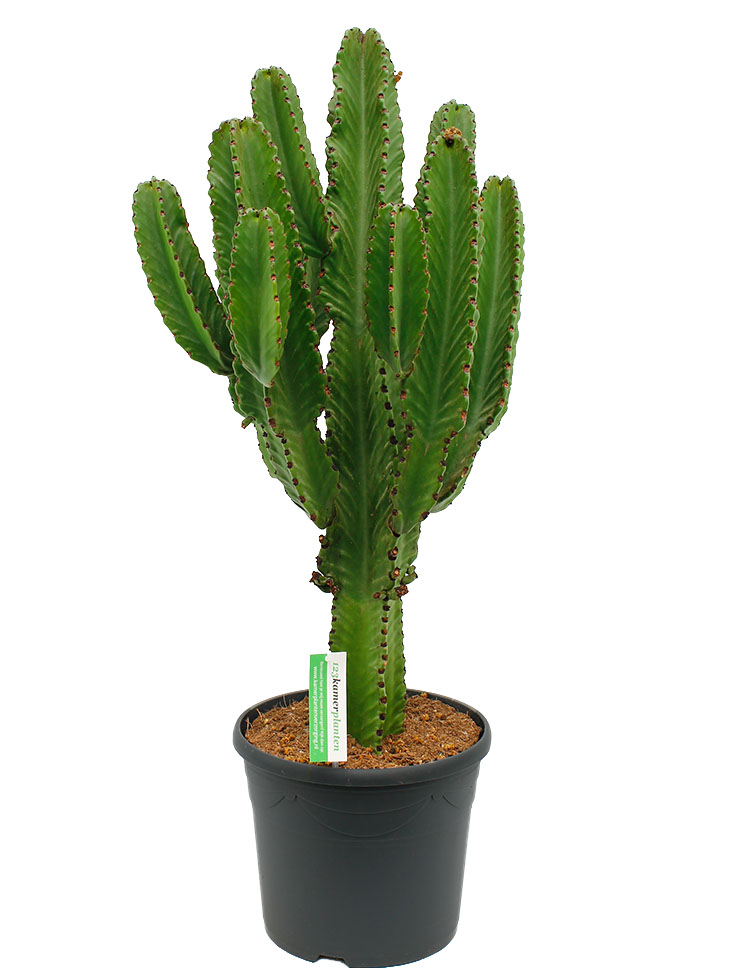 Große kaktus kaufen