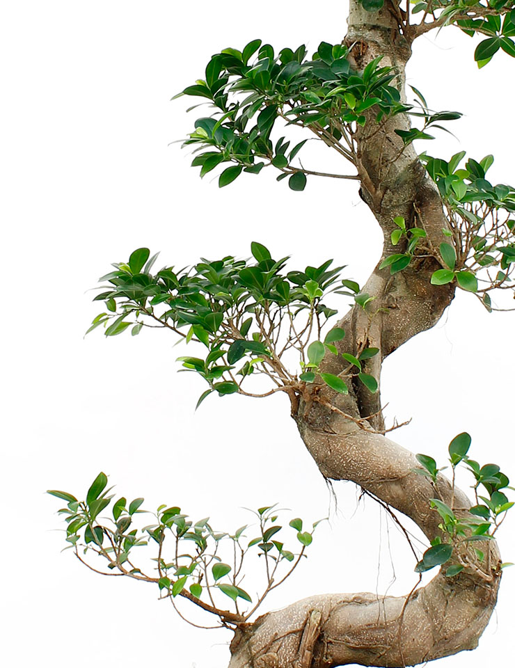 Ficus Microcarpa Sortiment