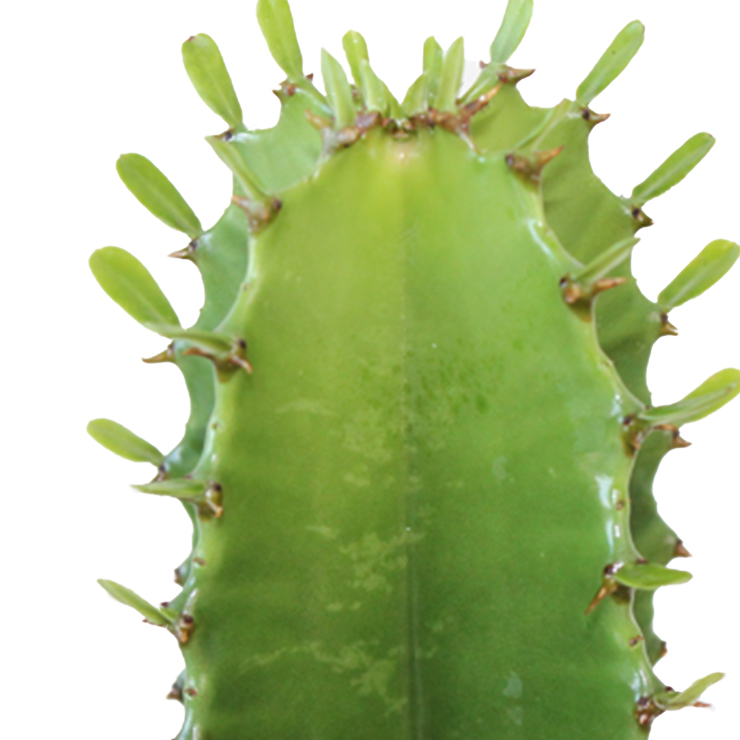 robuste Kaktus kaufen