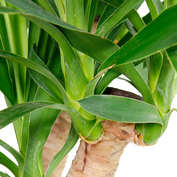 Robuste Yucca kaufen