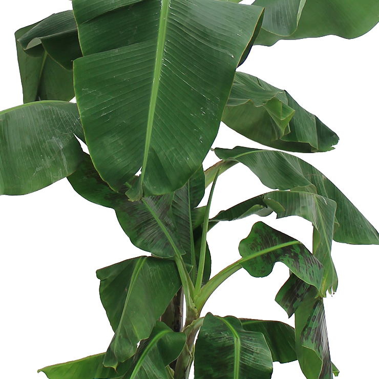 Musa (Bananenpflanze)