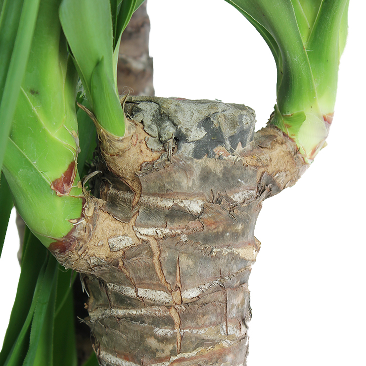 Yucca kaufen Yucca kaufen