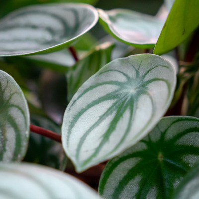 Peperomia Argyreia Peperomia Argyreia