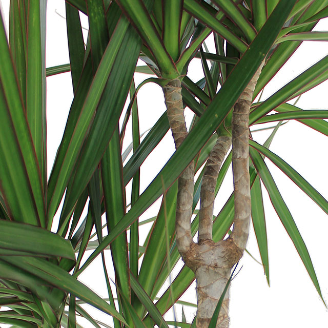 Dracaena marginata kaufen