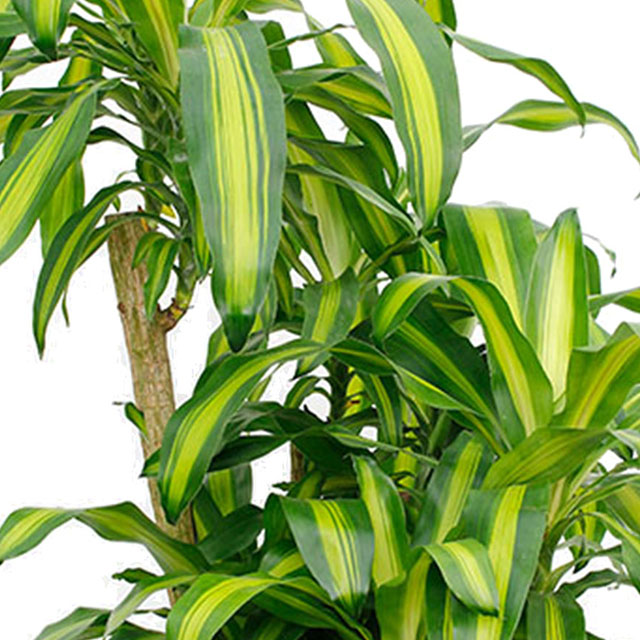 Dracaena Massangeana kaufen?