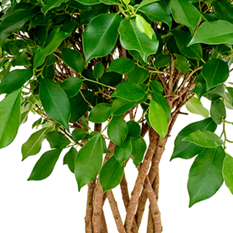 Ficus online kaufen