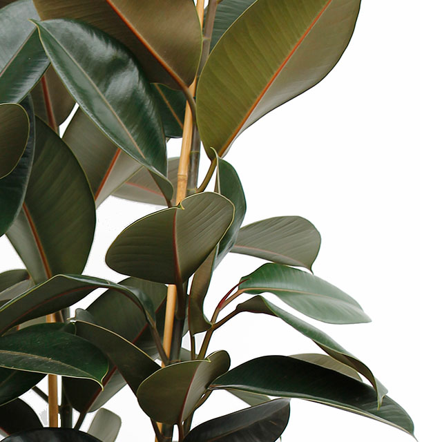 Ficus zimmerpflanze - Der absolute Gewinner 