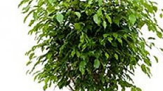 Ficus Benjamina kaufen