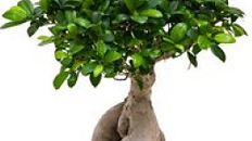 Ficus Microcarpa kaufen