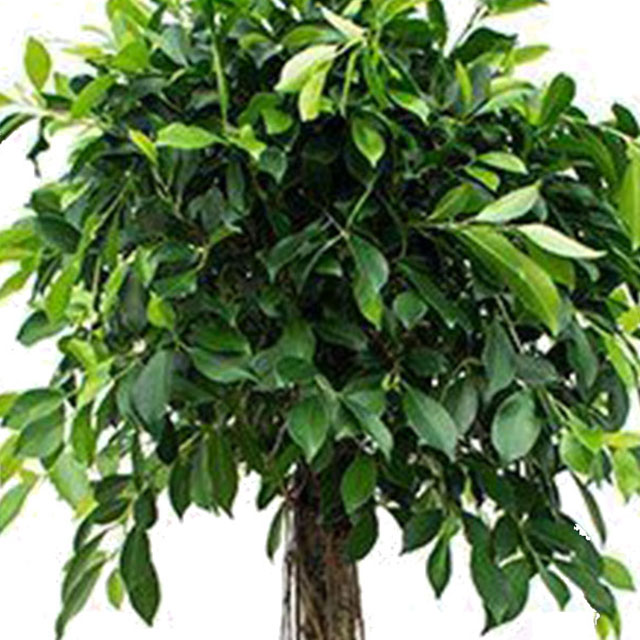 Ficus nitida kaufen?