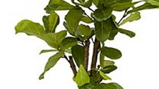 Ficus Lyrata kaufen