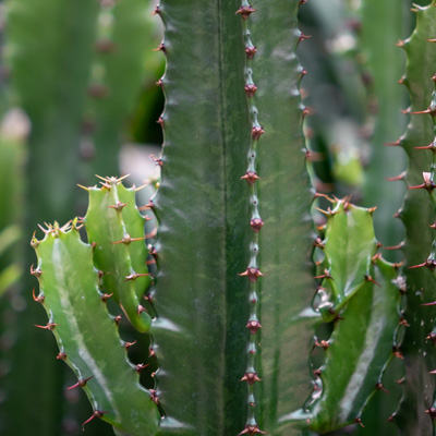 Kaktus Euphorbia 
