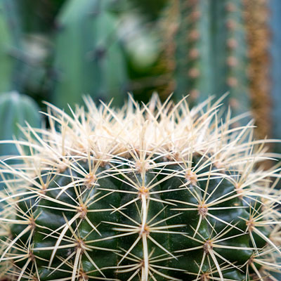 Kaktus Kugelkaktus 