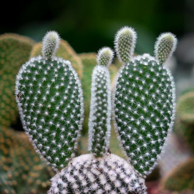 Kaktus Opuntia