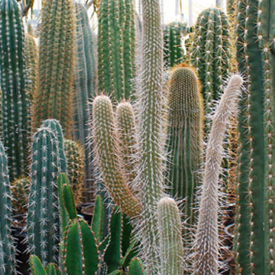 Kaktus kaufen